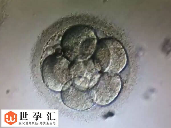 三天胚胎和五六天胚胎的等级划分标准是一样的吗？