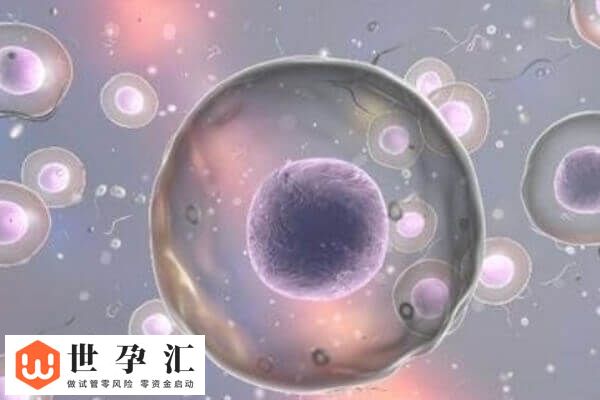 9c4胚胎有没有必要移植(图2)